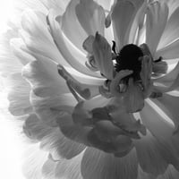 BW-flower-009_L