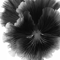 BW-flower-002_LL
