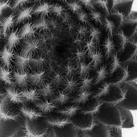 BW-Succulent-001_LL