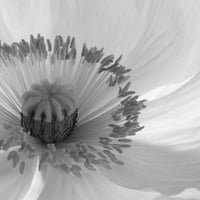 BW-flower-006_LL