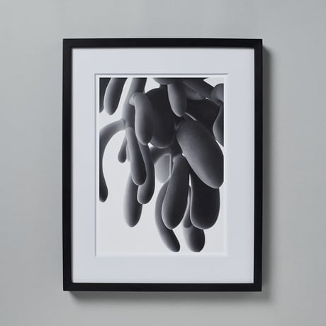 BW-Succulent-002_M