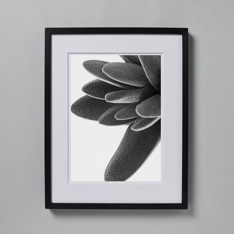 BW-Succulent-009_M