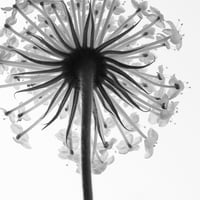 BW-flower-001_S