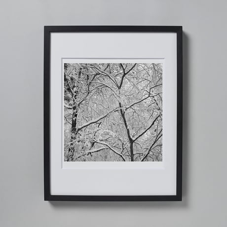 BW-Forest-001_LL