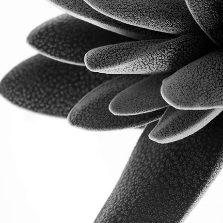 BW-Succulent-009_L