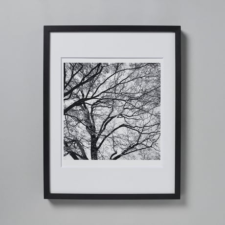 BW-Forest-004_M