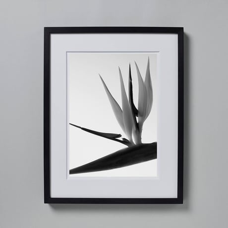 BW-flower-008_M