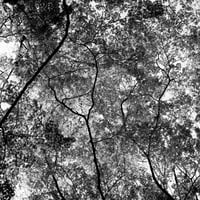 BW-Forest-007_S