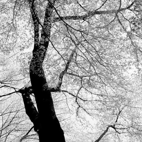BW-Forest-002_L