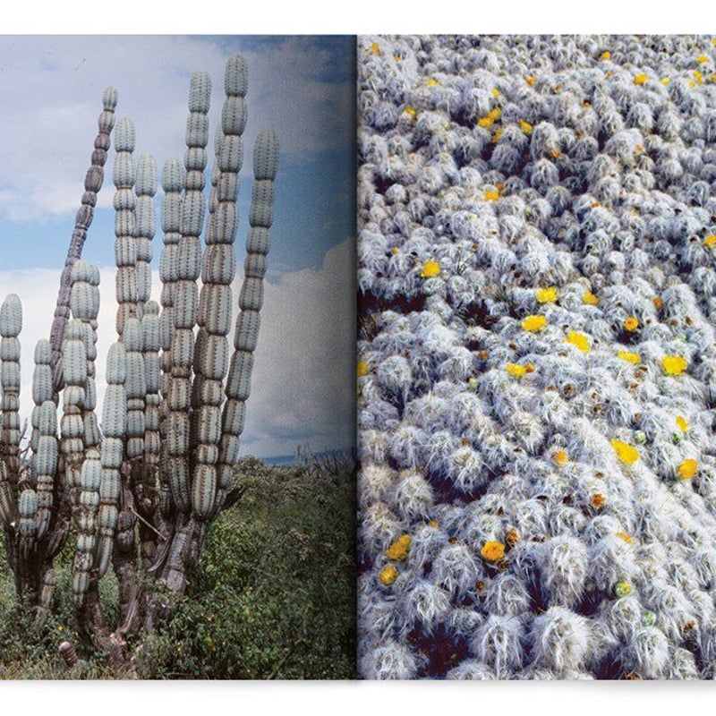 Xerophile, Revised Edition: Cactus Photographs
