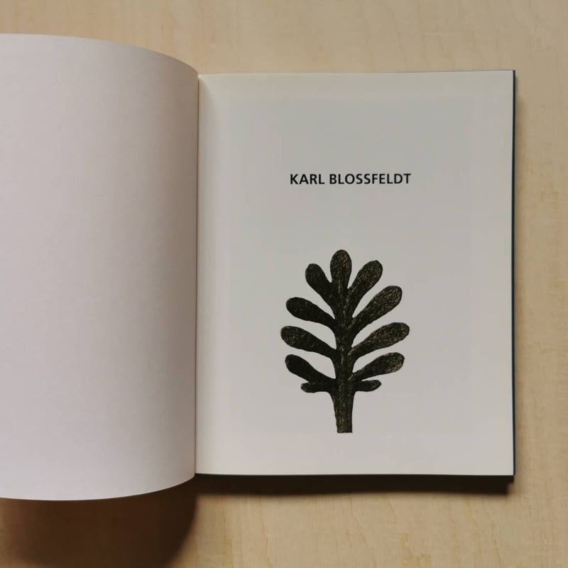 Karl Blossfeldt : Photographs | GREENTHINGS STO