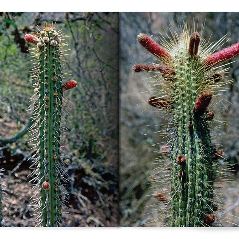 Xerophile, Revised Edition: Cactus Photographs 