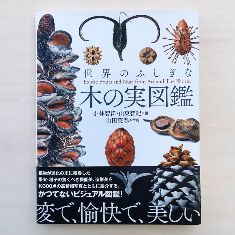 メキシコ産 美麗カミキリ ペア 38-41mm 【公式通販】