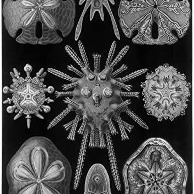 Art Forms in Nature - Ernst Haeckel | GREENTHIN