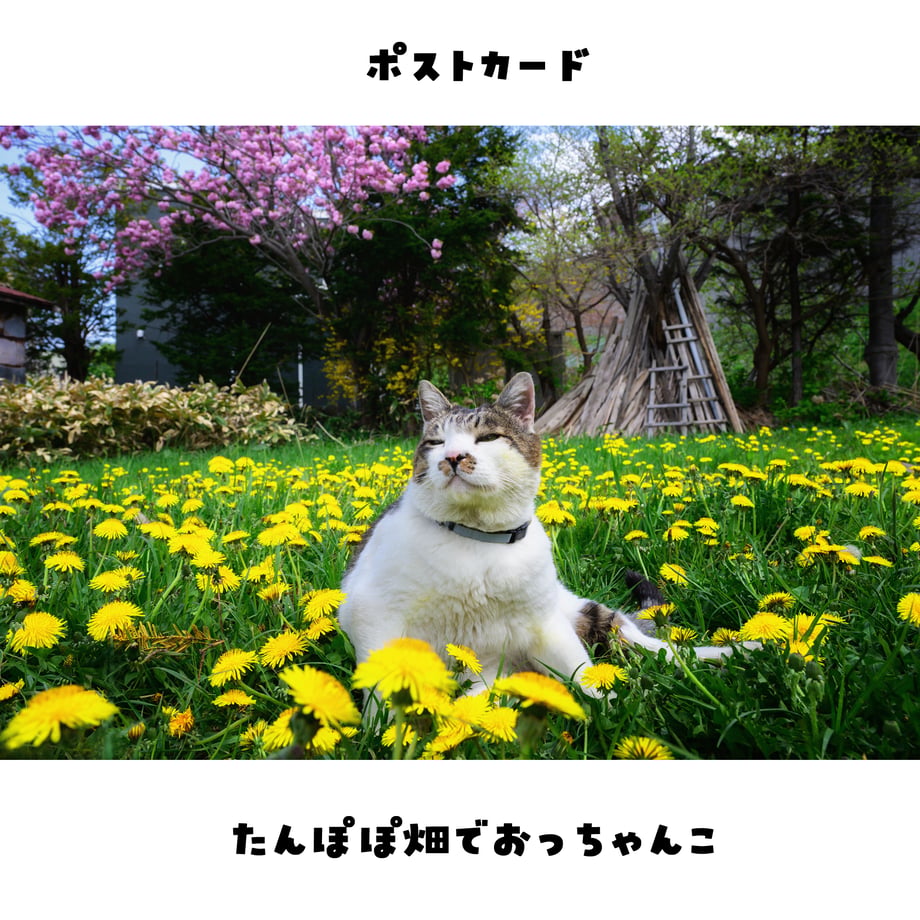 68fc347081861375a021b76d