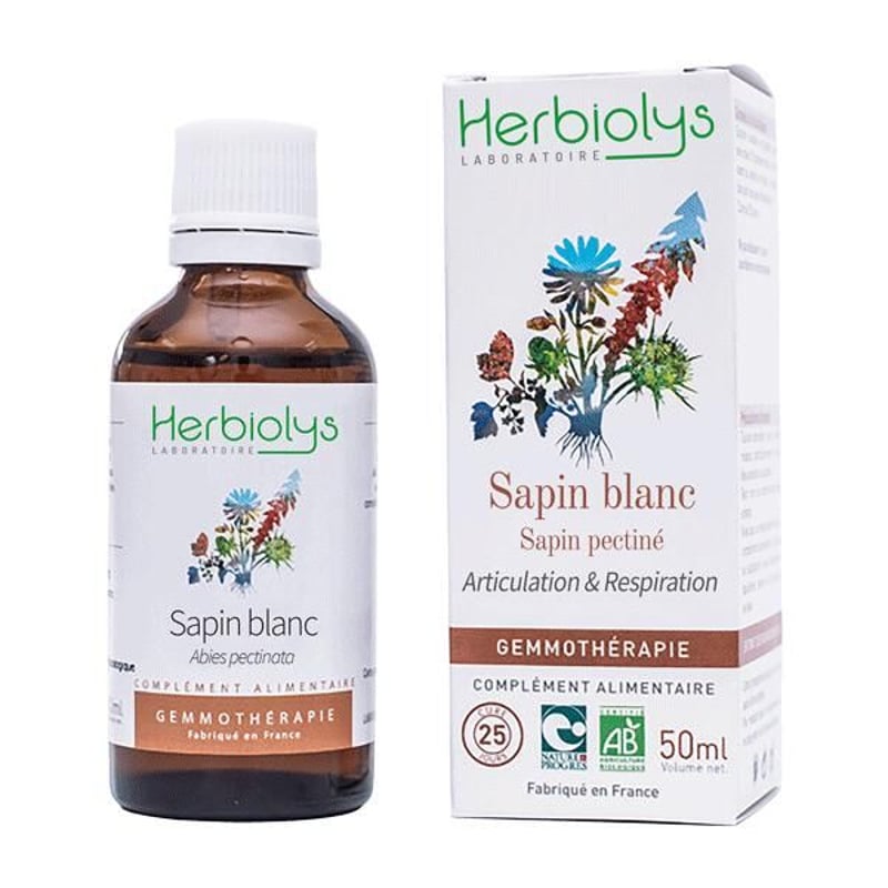 S35 ヨーロッパモミ｜シングルジェモ | Natural ReVita 🌱 植物