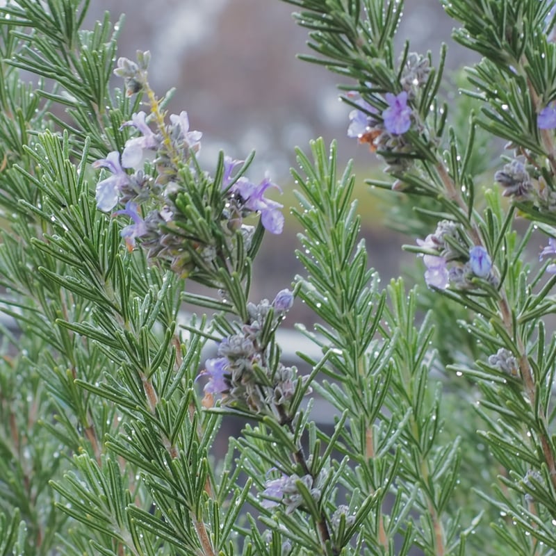 S33 ローズマリー｜シングルジェモ | Natural ReVita 🌱 植物