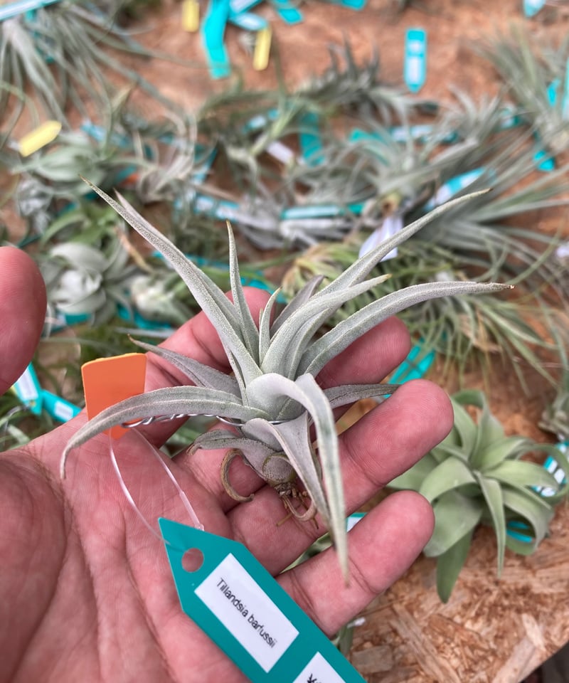 Tillandsia Barfussii 速達発送 Tillandsia Barfussii 速達発送 Tillandsia Barfussii 速達発送