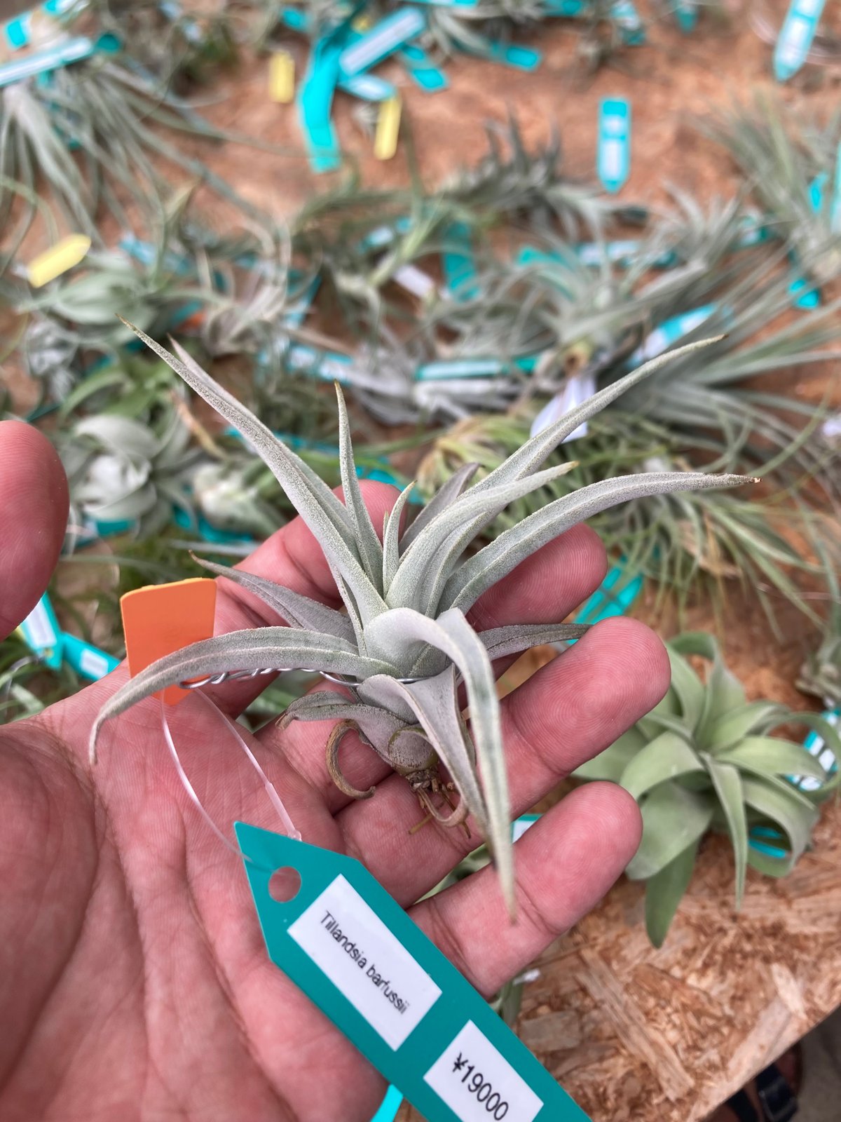 Ꭲ.barfussii | 【Good Field】エアープランツ専門店