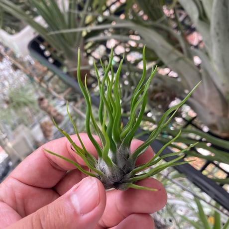 超希少❗️縞模様❗️サイズ特大❗️チランジア　ヒルダエ✨ 現品】チランジア・ヒルダエ T. hildae - Frontier Plants