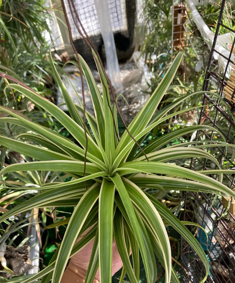 Tillandsia Deborah Ann 速達発送 Tillandsia Deborah Ann 速達発送 Tillandsia Deborah Ann 速達
