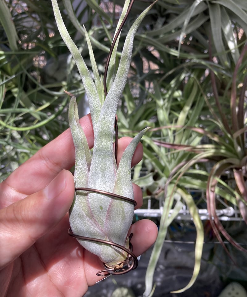 T.caput-medusae sonoran snow | 【Good Field】エアープ