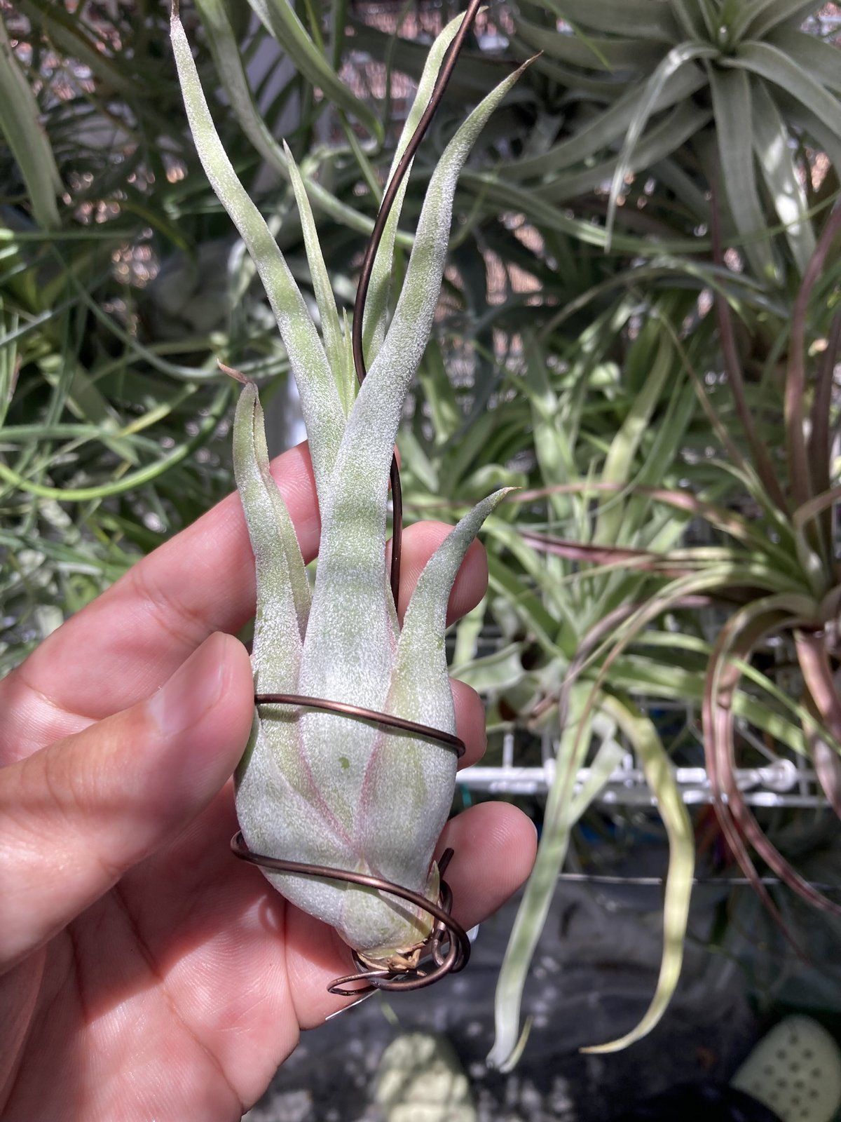 T.caput-medusae sonoran snow | 【Good Field】エアープ