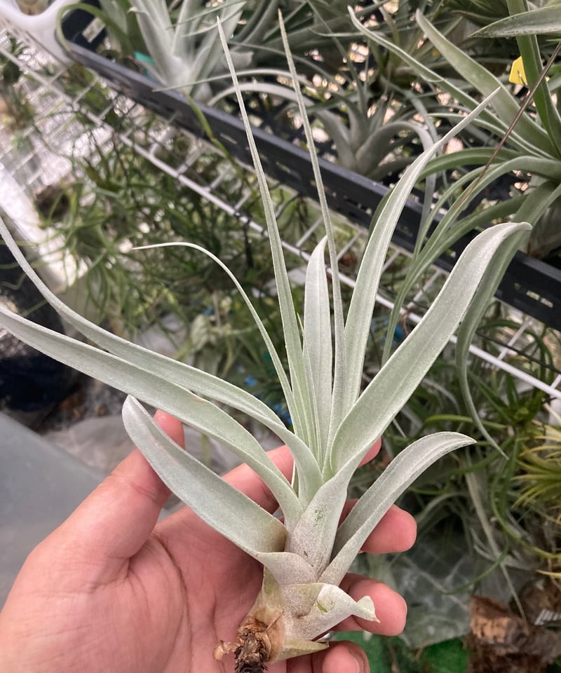 Ꭲ.xerographica x Ꭲ.chiapensis | 【Good Field】エアー Ꭲ.xerographica x Ꭲ.chiapensis | 【Good Field】エアー