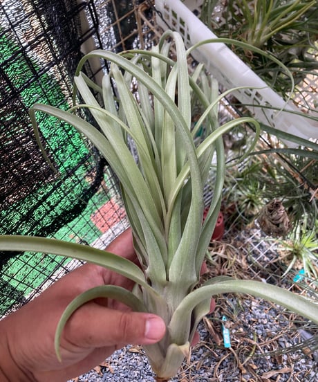 CATEGORY Tillandsia | 【Good Field】エアープランツ専門店