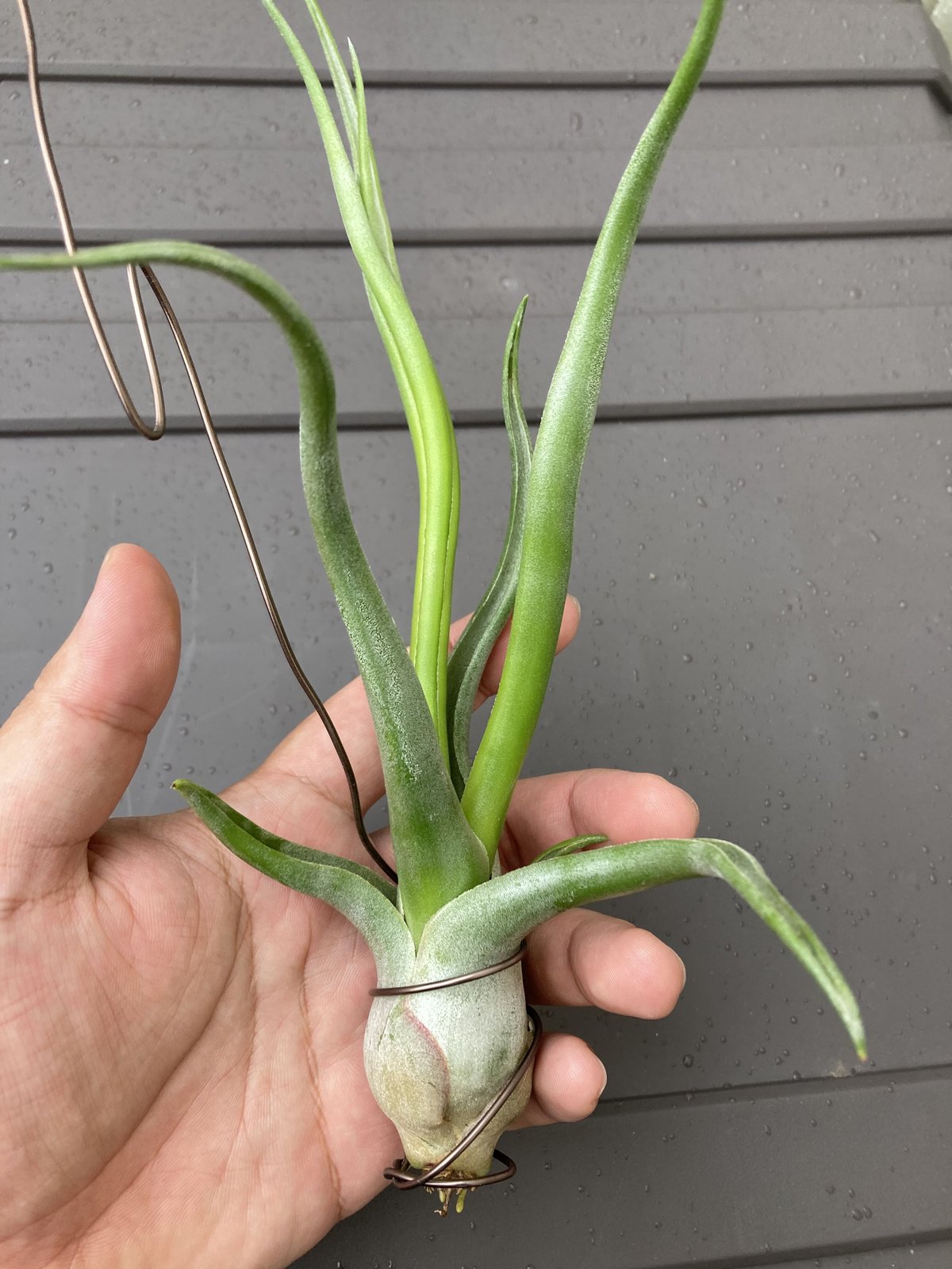チランジア　REX 大苗 Frontier Plants】オンラインストア5月5日入荷予定のチランジア