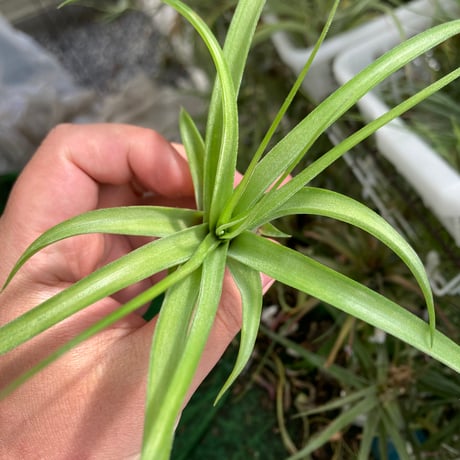Ꭲ.brachycaulos × Ꭲ.streptophylla (variegated)
