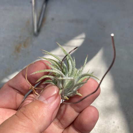 tillandsia | STORES