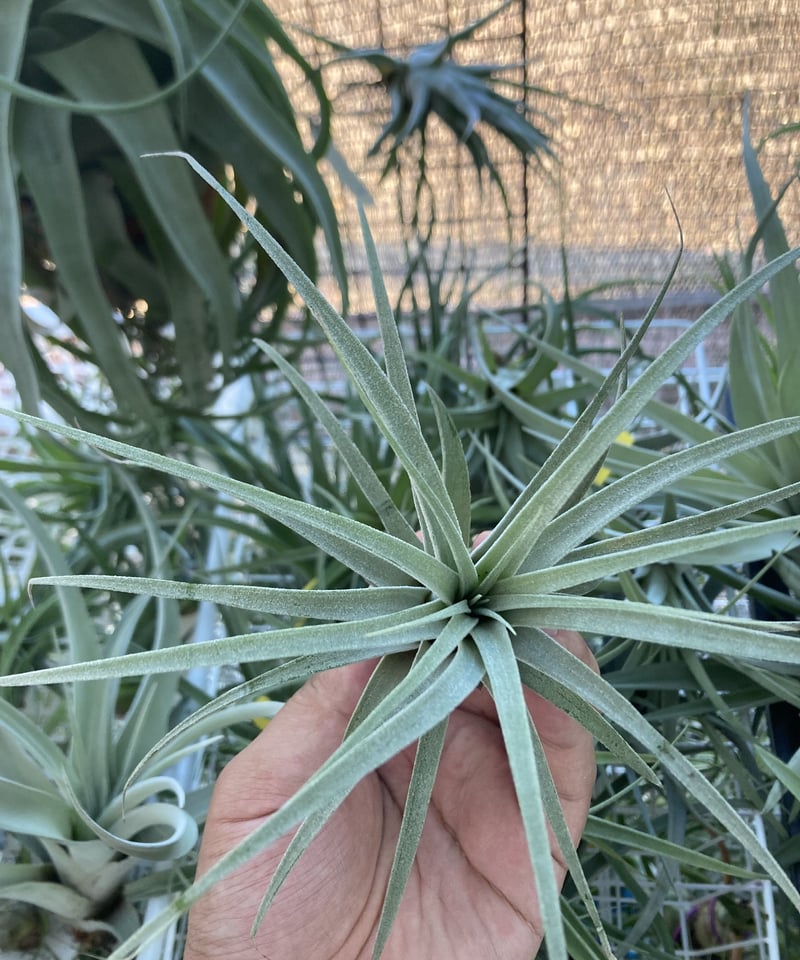 T.Pang Maralyn (xerographica×ionantha) | 【Good T.Pang Maralyn (xerographica×ionantha) | 【Good