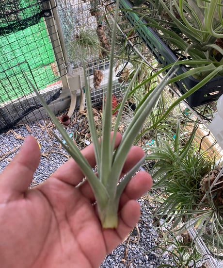 duratii 3XL Multiple Heads〔エアプランツ〕T3057 コレクターズスペシャル(2018/11/23更新) – Air Plant Hub