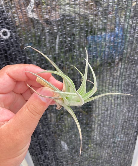 CATEGORY Tillandsia | 【Good Field】エアープランツ専門店