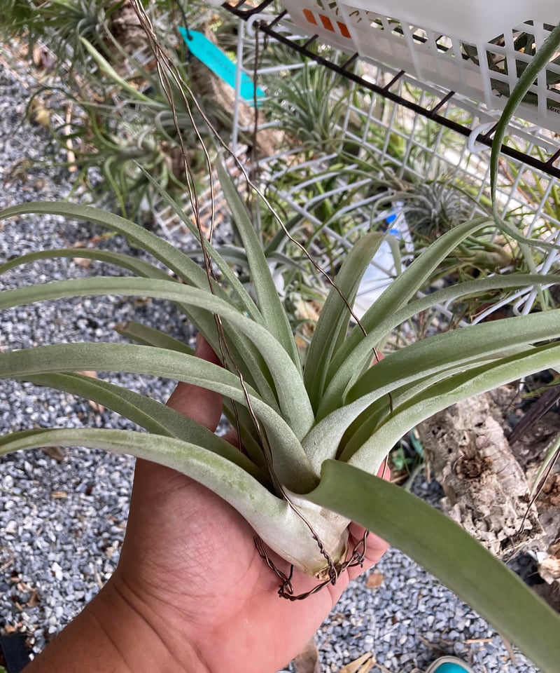 T.Padre (roland-gosselinii x chiapensis) | 【Goo T.Padre (roland-gosselinii x chiapensis) | 【Goo
