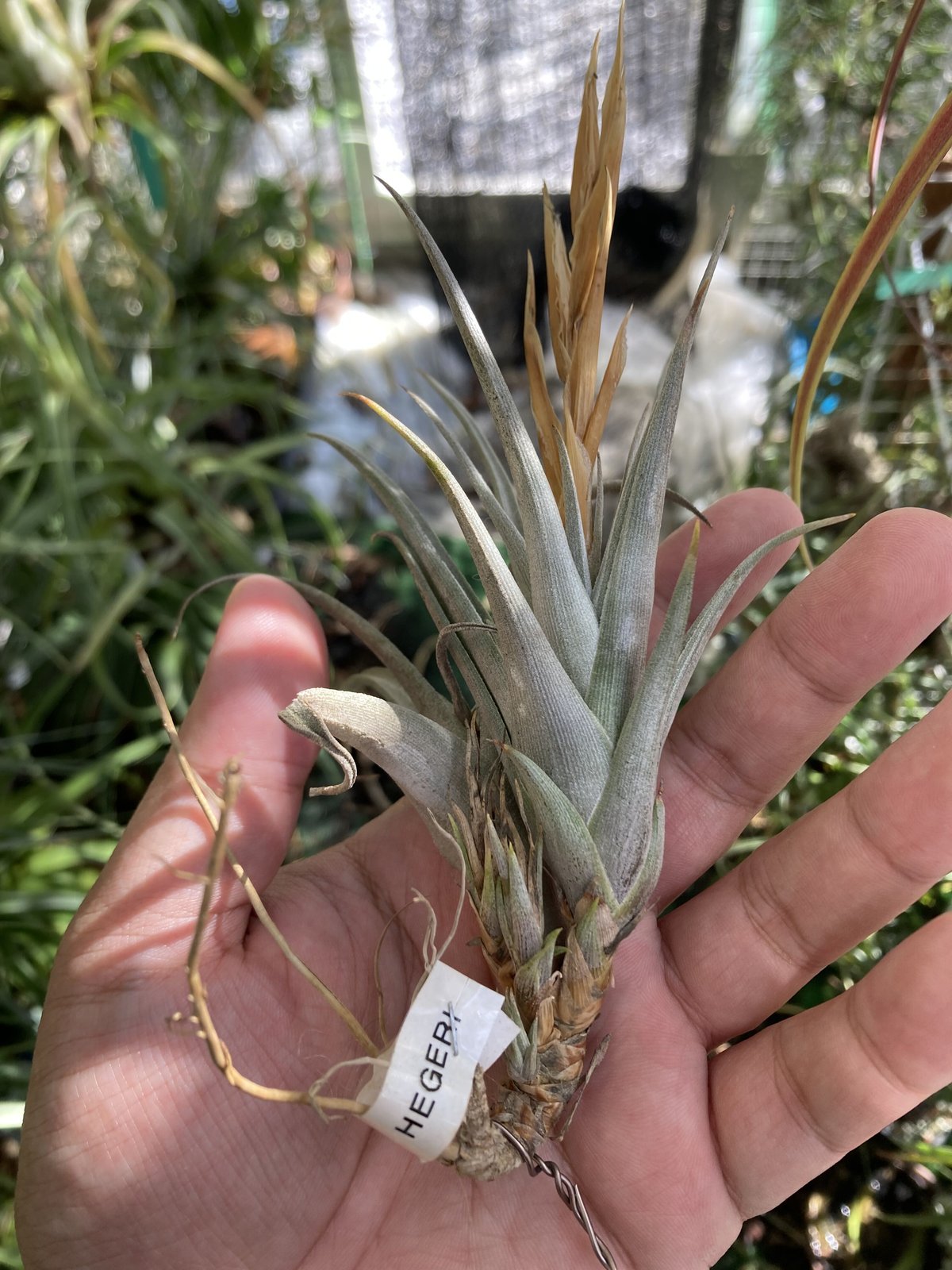 T.hegeri | 【Good Field】エアープランツ専門店