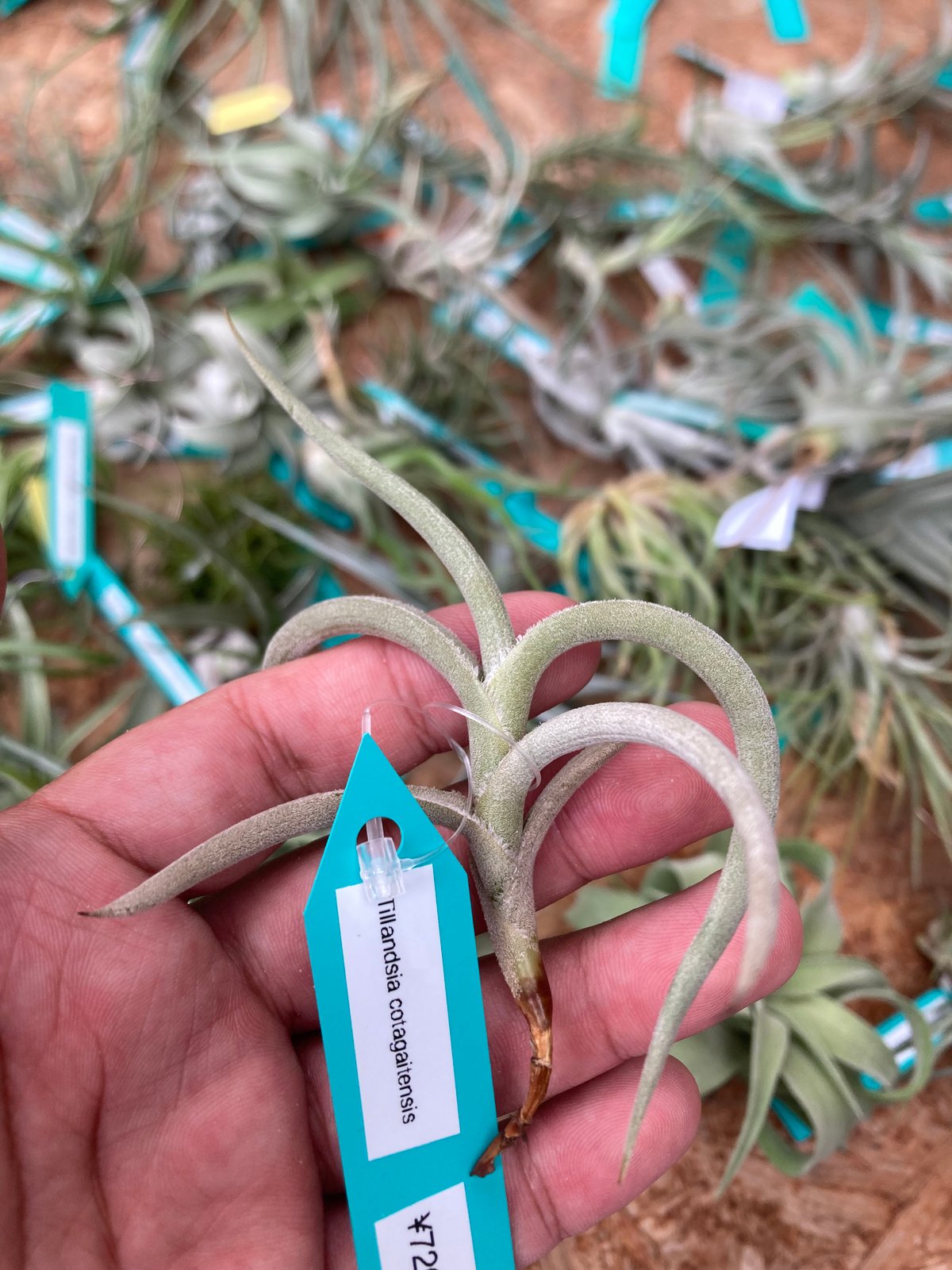 Ꭲ.cotagaitensis | 【Good Field】エアープランツ専門店