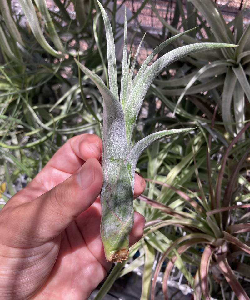 チランジアlimbata X caput-medusae チランジアlimbata X caput-medusae Tillandsia flabellata x