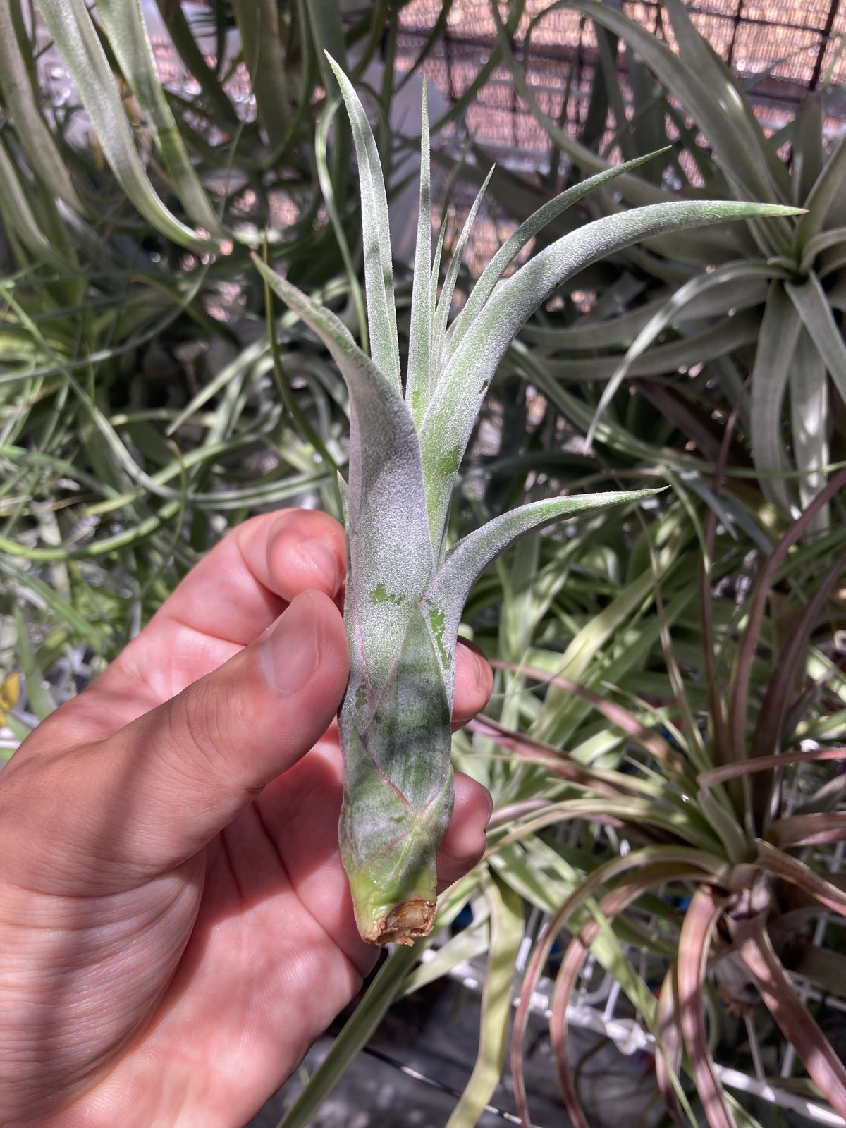 チランジアlimbata X caput-medusae Ꭲ.Whimsy (caput-medusae × limbata) | 【Good Fiel