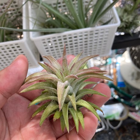 (レア)チランジア　アトロビオラセア　(DP) レア)チランジア アトロビオラセア (DP) 現品】チランジア