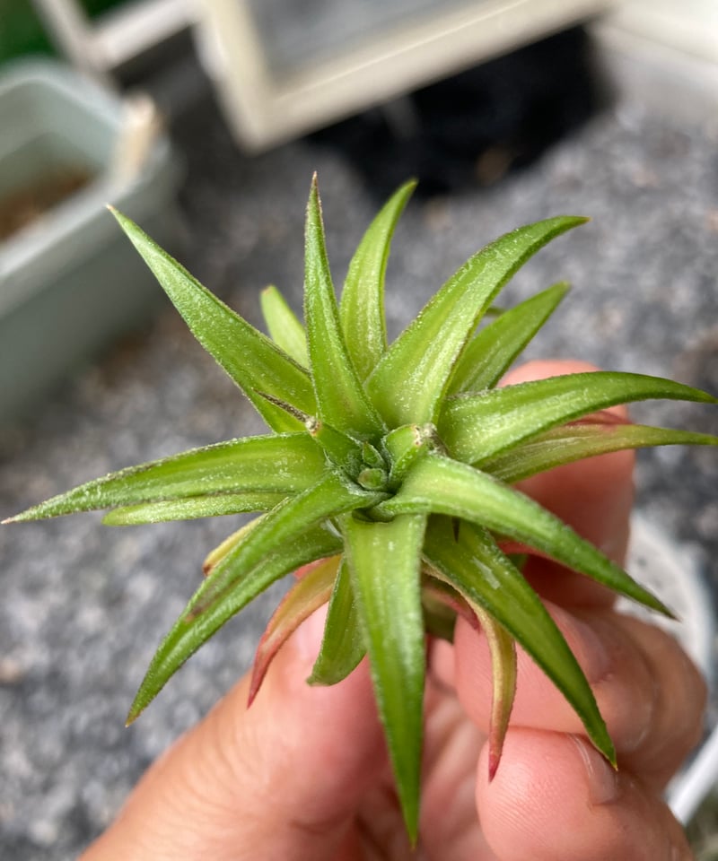 Ꭲ.Vanhyningii variegata | 【Good Field】エアープランツ専門店