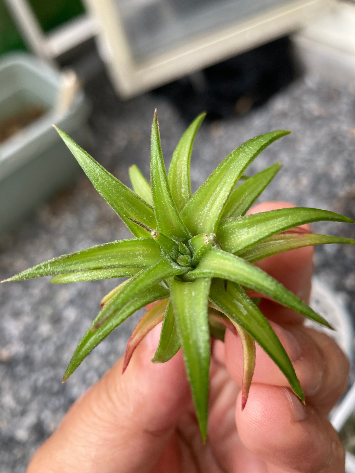 Ꭲ.Vanhyningii variegata | 【Good Field】エアープランツ専門店
