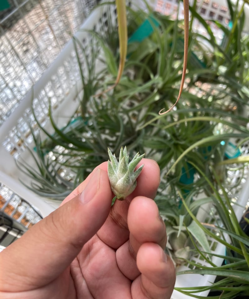 チランジア イオナンタ バンハイニンギー ミノール 残僅か 極上