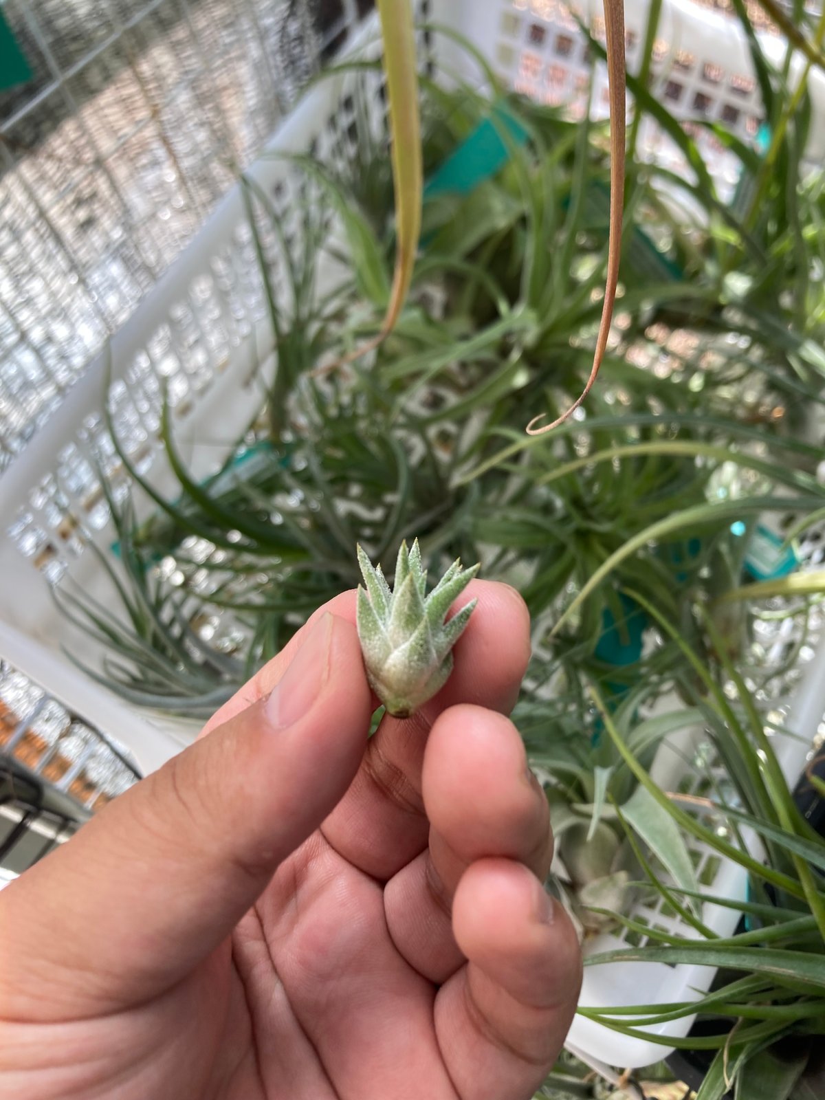 Tillandsia Vanhyningii Minor 速達発送 Tillandsia Vanhyningii Minor 速達発送 - メルカリ