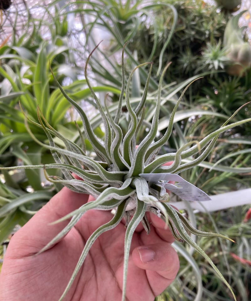 チランジア ty x Showtime チランジア ty x Showtime