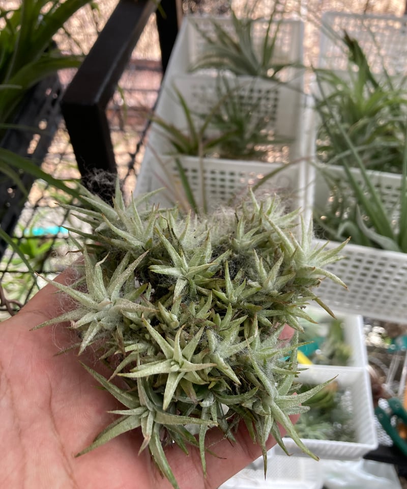 Ꭲ.ionantha var. van-hyningii Pink Lady | 【Good