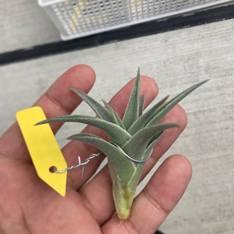 エアプランツ　mic Trawnikowe Klimaty – Sklep