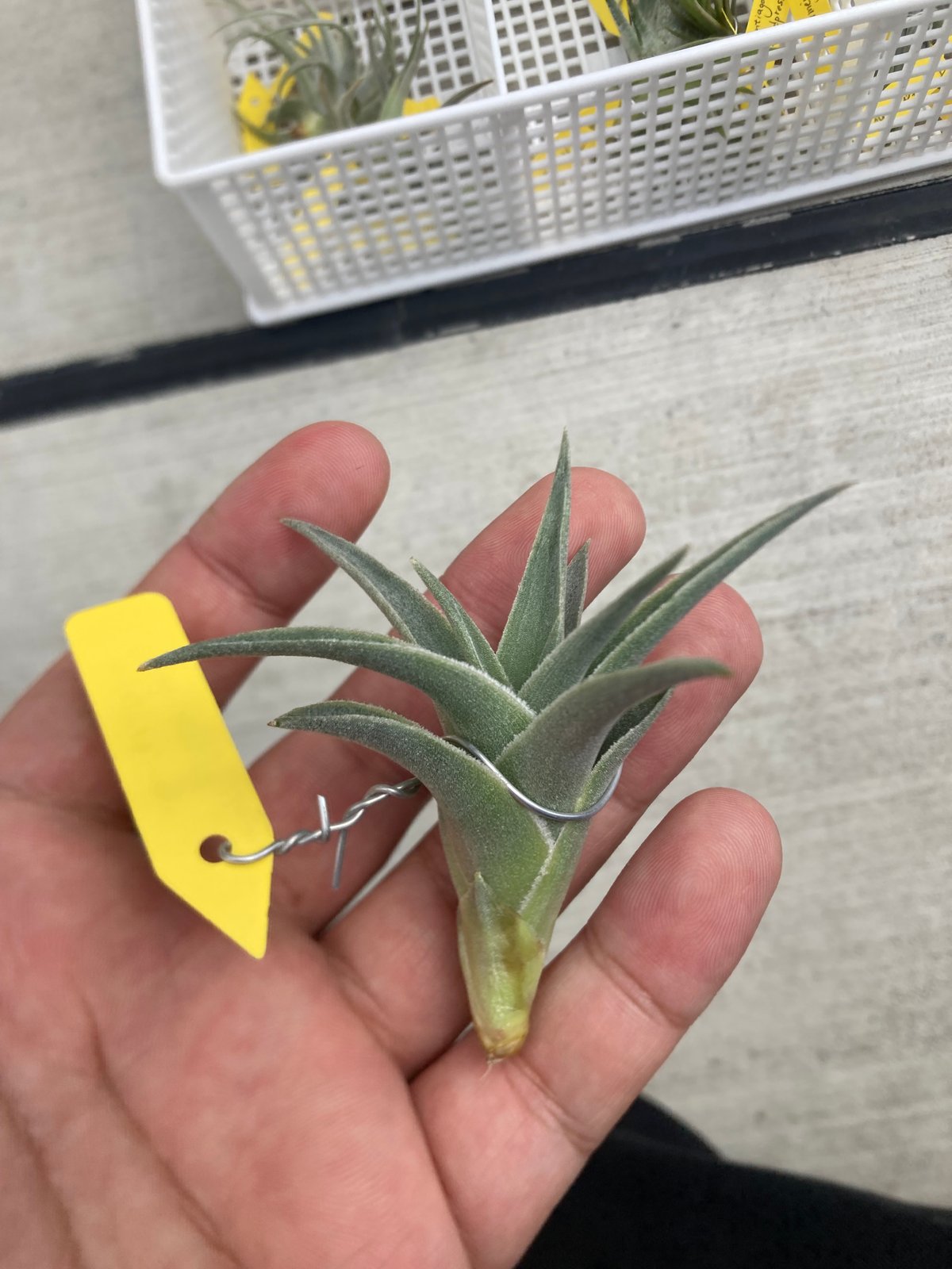 Ꭲ.edithae var araucariifolia | 【Good Field】エアープ