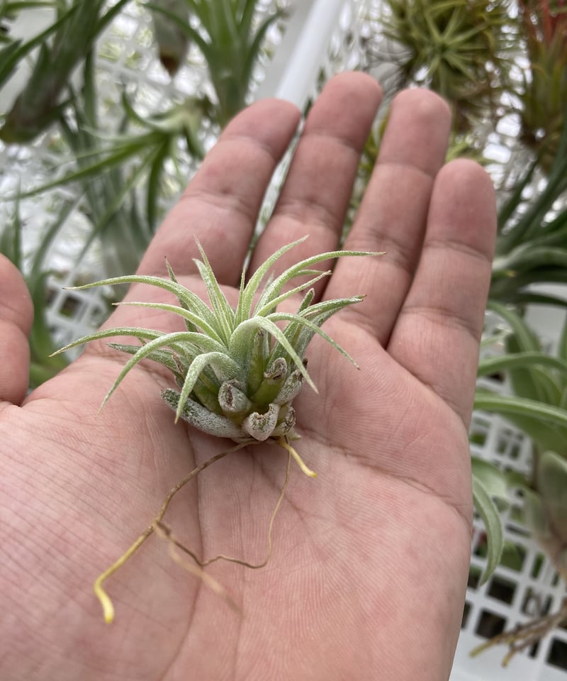 T.ionantha Curly giant | 【Good Field】エアープランツ専門店